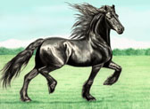 Friesian, Equine Art - Friesian Elegance